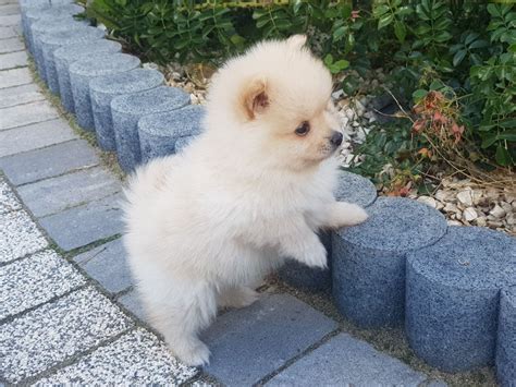 Pomeranian szpic miniaturowy szczeniak Warszawa Mokotów OLX pl