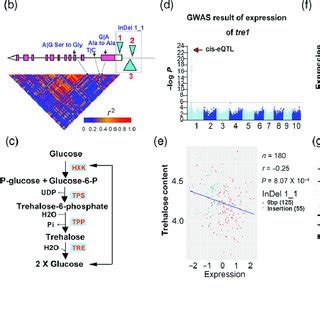 Resequencing And Candidate Gene Association Analysis Of ZmADT As A