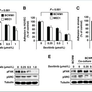 Dovitinib Inhibits The Interaction Of WM Cell With BM Microenvironment