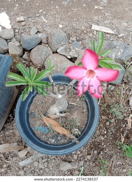 22 Adenium Swazicum Images, Stock Photos & Vectors | Shutterstock