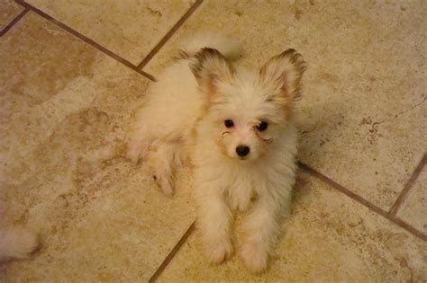 119 Best Maltese And Papillon Mix Images On Pinterest Adorable