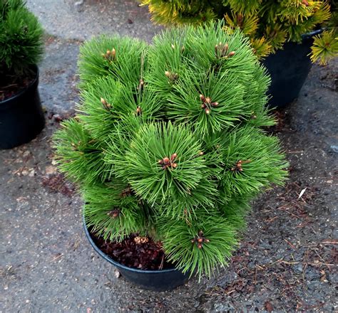 Сосна чорна Хельга / С25 / h 40-50 / Pinus nigra Helga: продаж, ціна в ...
