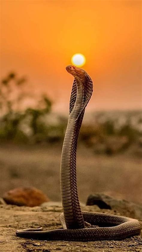 King Cobra Full Hd Wallpaper 4k