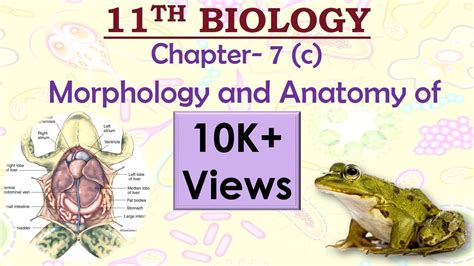 Frog Morphology And Anatomy Notes