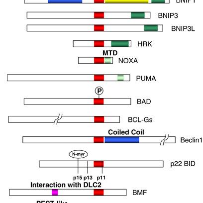 Amino acid sequences of the BH3 domains. The sequences of various ... 