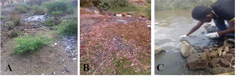 Figure 1 From Isolation And Screening Of Protease Producing Bacteria