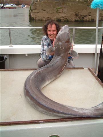 Big Fishes of the World: CONGER EEL (Conger conger)