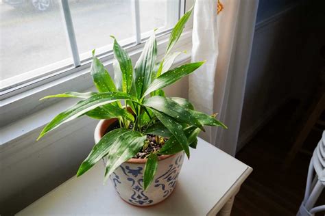 Caring For The Cast Iron Plant Aspidistra Elatior Geeky Greenhouse