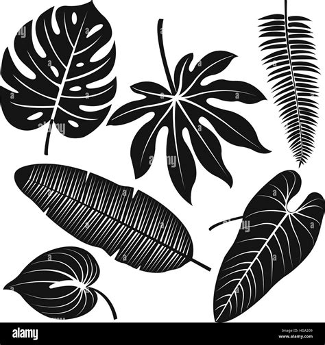 Tropical Plant Leaves Vector Silhouette Collection Stock Vector Image