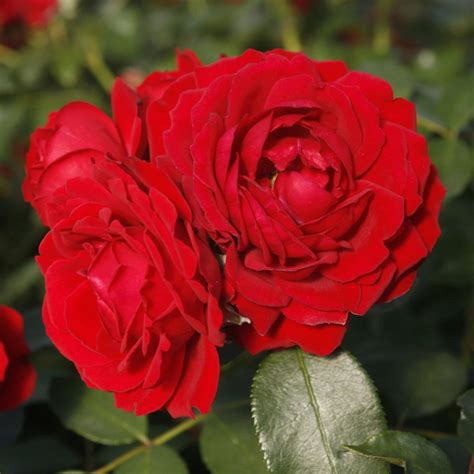 All Available Roses Tuincentrum Lottum