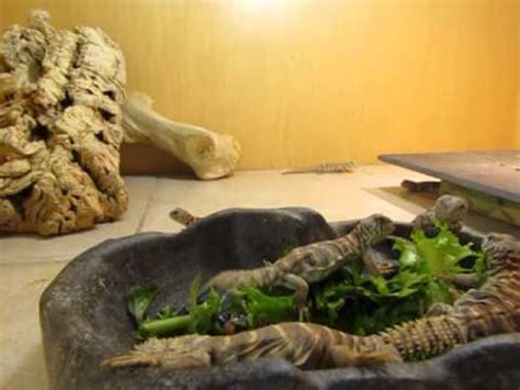 Levages Lisard Uromastyx Ornata Crystal Saphir Part