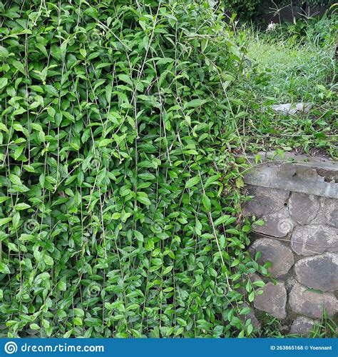 The Mourning Widow Plant (Vernonia Elliptica) is a Kind of Hanging