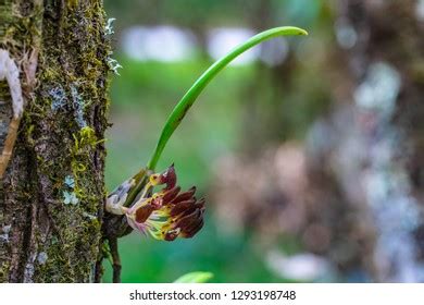 Bulbophyllum Spathulatum D Shutterstock