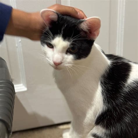 Reunited Cats – Lost Cats Brighton