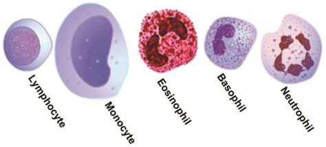 Dlc Test Differential Leukocyte Count Normal Range Of Dlc 57 Off