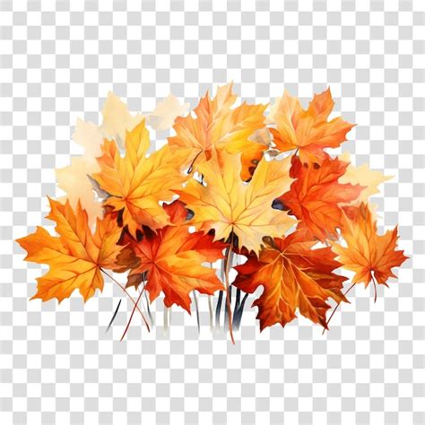 Premium Psd Png Maple Plant Leaf Tree