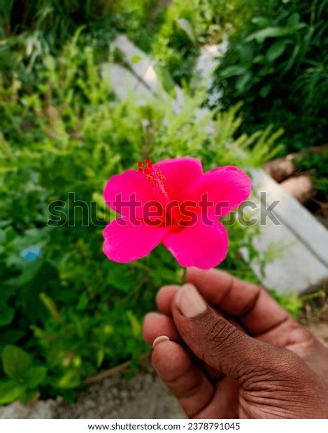 1,558 Hybrid Hibiscus Flowers Images, Stock Photos, 3D objects ...
