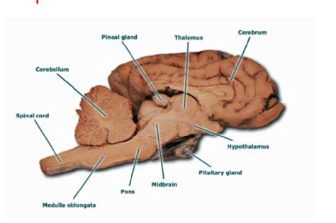 Midsagittal Section Of A Sheep Brain Diagram Quizlet