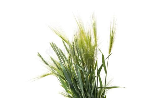 Ripe Ears Of Wheat Bunch Isolated On White Background Stock Image