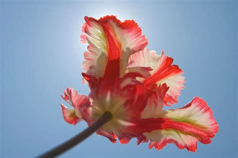 Tulipa Estella Rijnveld Parrot Tulip