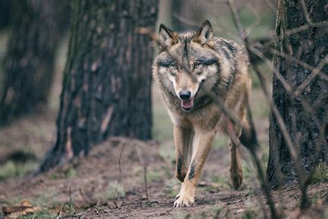 Wilki UE przegłosowała zmniejszenie ochrony W praktyce ma to