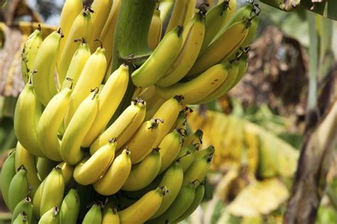 Life Cycle Of Banana Plants Hunker