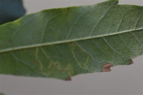 St Andrews Leaf Miner On Morella Cerifera Sa Bugguide Net