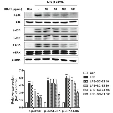 Effects Of Sc E1 On The Mapk Pathway Activation In Lps Stimulated Raw Download Scientific