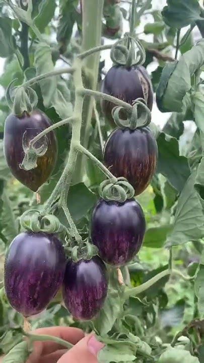 Атомный виноград Брэда - красивейший и вкуснейший сорт 🍅 #дача #овощи # ...