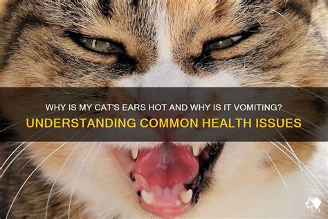 Why Is My Cat S Ears Hot And Why Is It Vomiting Understanding Common