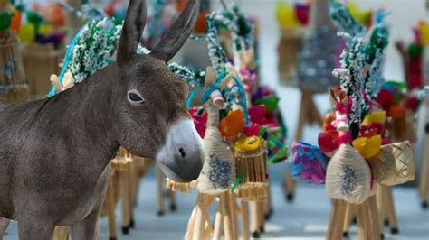 Feliz Día de las Mulas por qué se celebra este día en México Origen