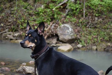 Doberman Husky Mix - Portrait of a Dobsky