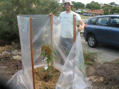 Sustainaburbia Mango Planting