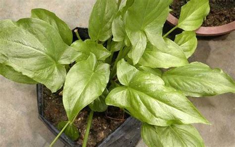 Typhonium Flagelliforme Alchetron The Free Social Encyclopedia