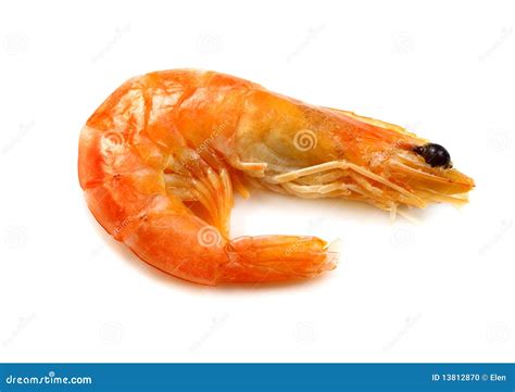 Shrimp Eastern King Prawn Stock Photo Image Of Shrimp Food 13812870