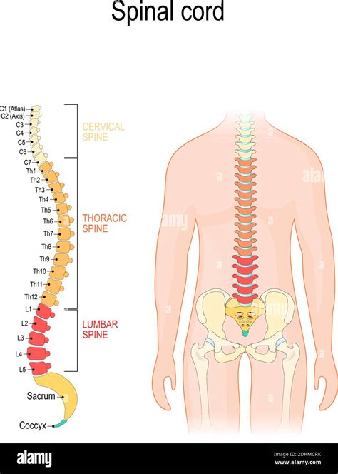 Human Spinal Cord Diagram