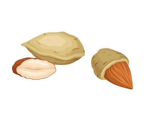 Premium Vector Almond Nuts In Shell And Half Peeled Vector Element