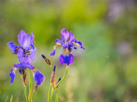 Beautiful Blue Flowers Of Siberian Iris In Spring Garden Iris Sibirica