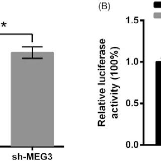 Knockdown Of Long Non Coding RNA MEG3 Aggravated LPS Induced Injury Of