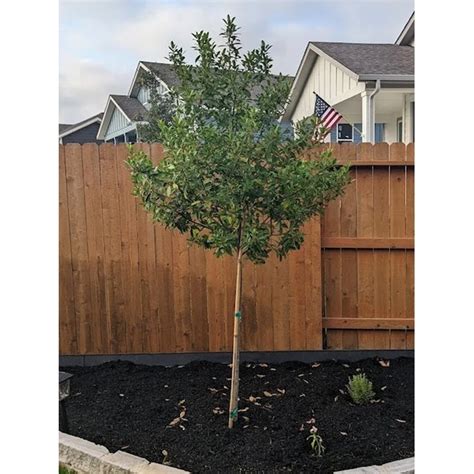 Southern Planters 3 Gallons Screening Holly Eagleston In Pot With Soil