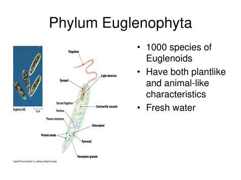 Algae An Overview Ppt Download
