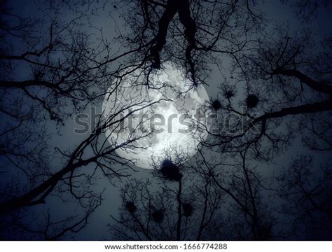 273 Large Creepy Forest Night Images, Stock Photos, 3D objects ...