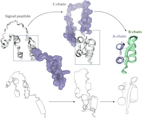 Demonstration Of Preproinsulin D Conformation Predicted With Alphafold