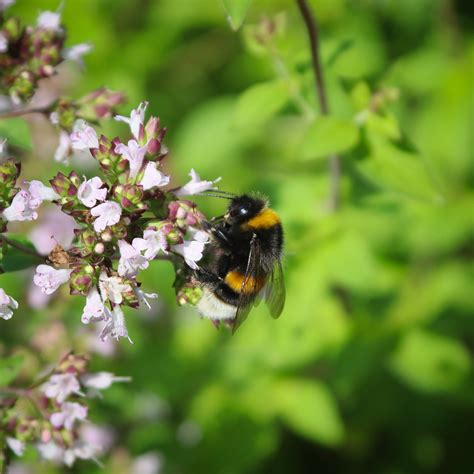 Bi Insekt Pollinera Gratis Foto På Pixabay Pixabay