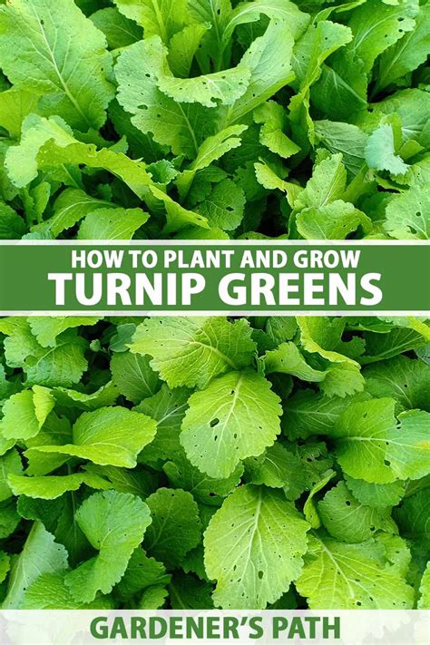 How To Grow Turnip Greens Gardeners Path