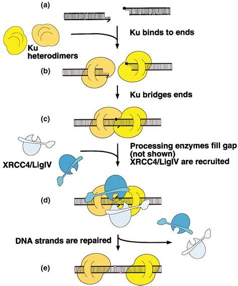 A Ku Bridge Over Broken Dna Structure