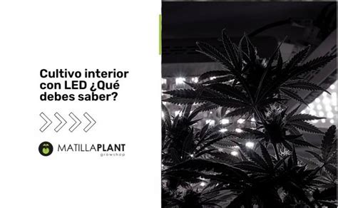 Cultivo interior con LED Qué debes saber