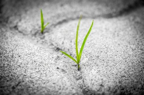 Polymeric Sand Lets Check Out The Pros And Cons
