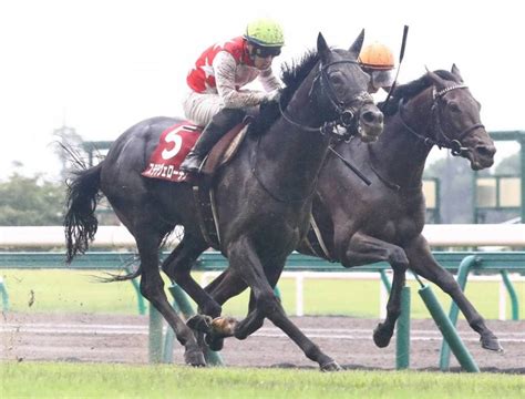 【菊花賞】出走馬の調教後の馬体重 その他競技 スポーツブル スポブル