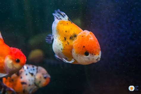 The Complete Guide To Keeping Ranchu Goldfish